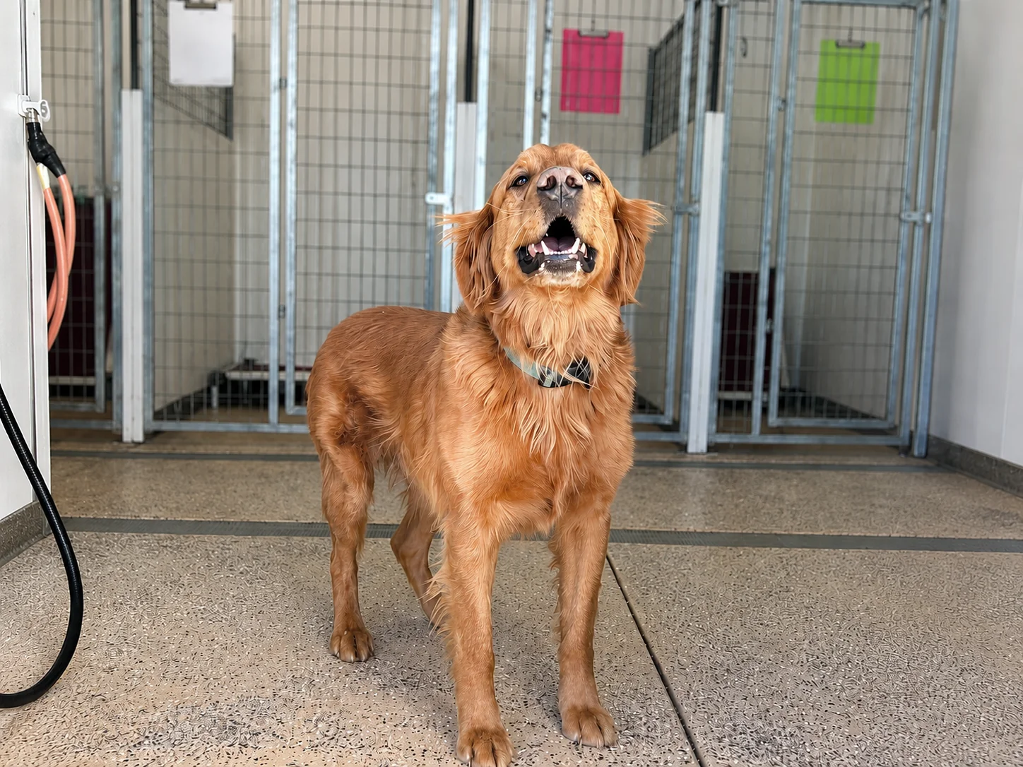 A happy dog standing in a clean indoor kennel hallway