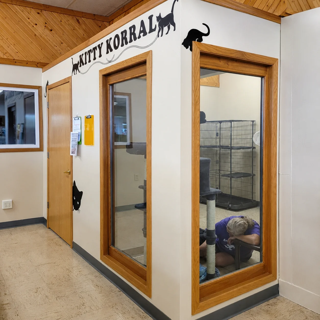 Cat boarding in the Kitty Korral