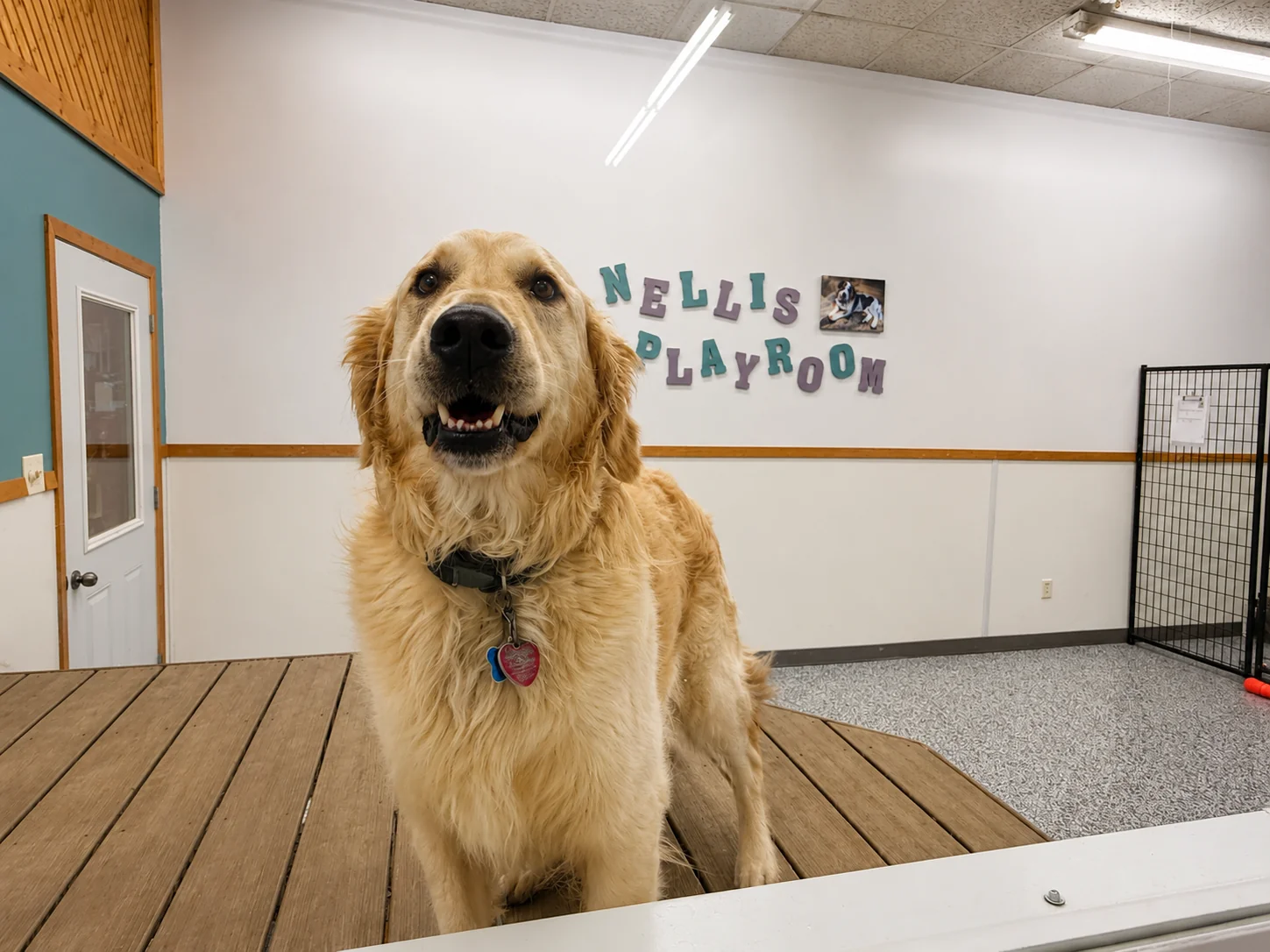 A large dog at play in Nellis Playroom