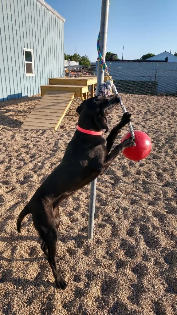 Dog boarding suite