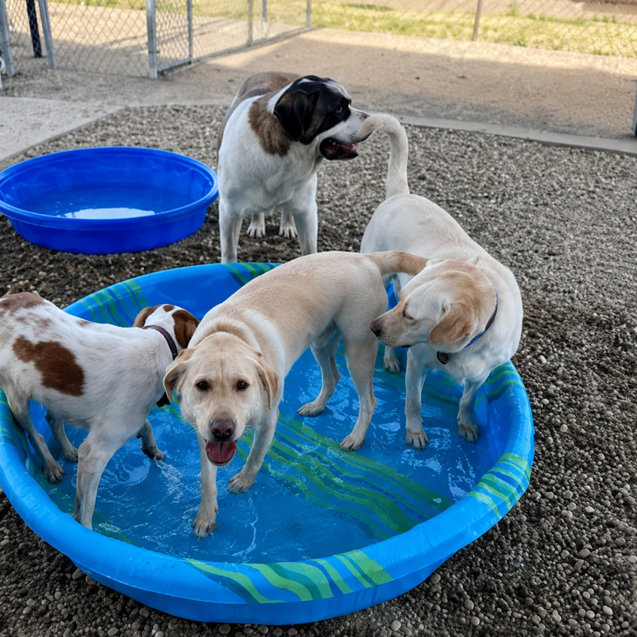Dog boarding suite