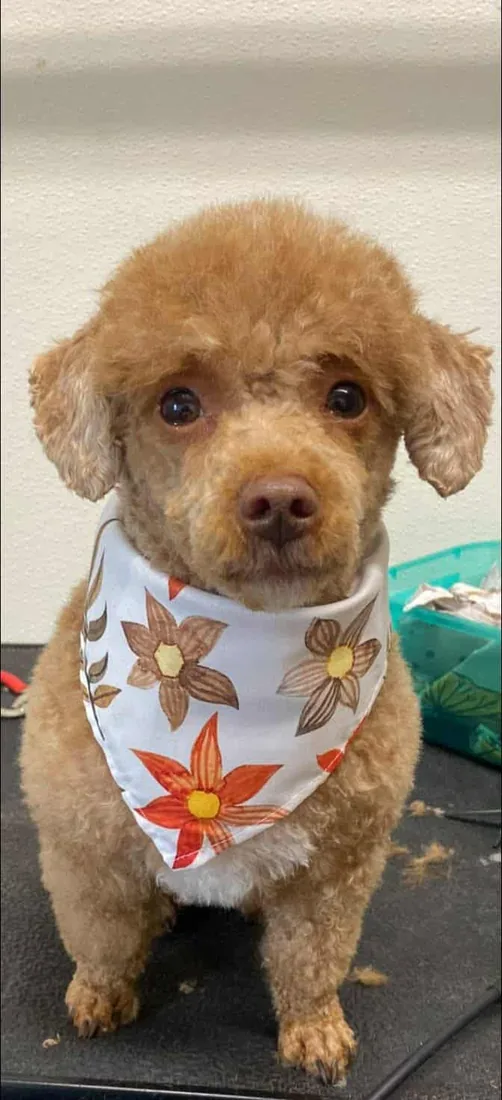 An apricot toy poodle with a round head and a floral bandana