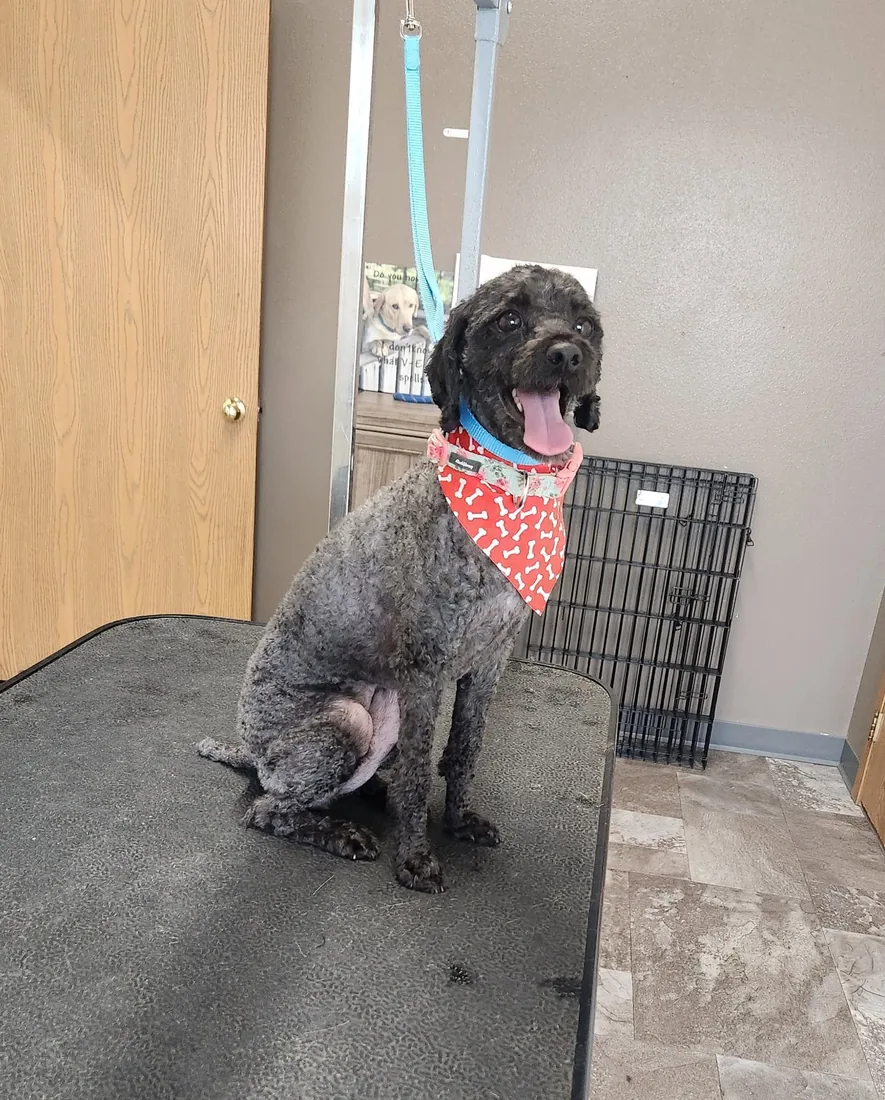 A grey doodle with a fresh cut and a bone-print bandana, tongue out