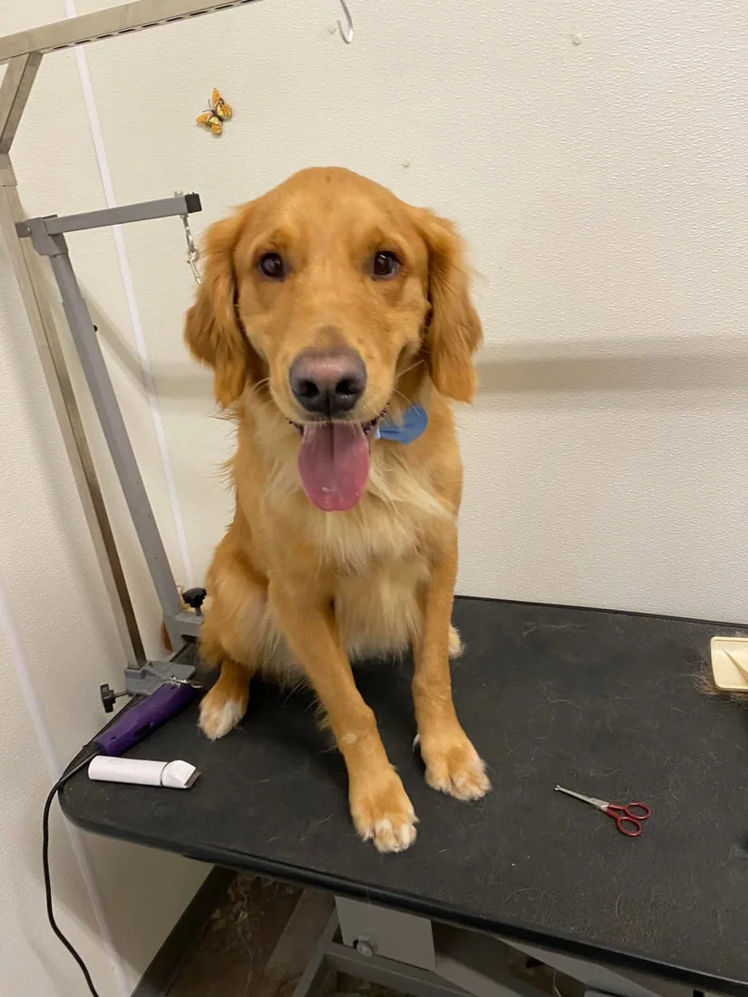 A golden retriever sitting tall after a tidy-up