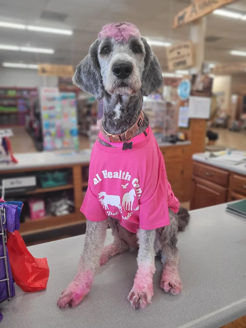 A poodle with pink-dyed accents wearing a pink Animal Health Center tee
