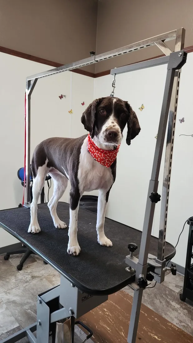 A short-coated pointer mix with a red bone-print bandana