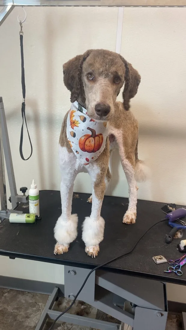 A standard poodle with fluffy feet and a fall pumpkin bandana