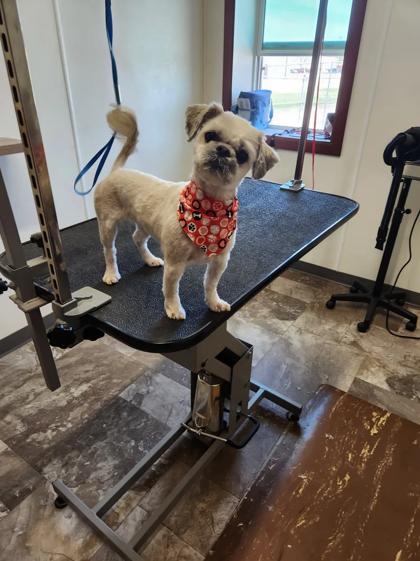 A shih tzu with a fresh teddy-bear cut and a paw-print bandana