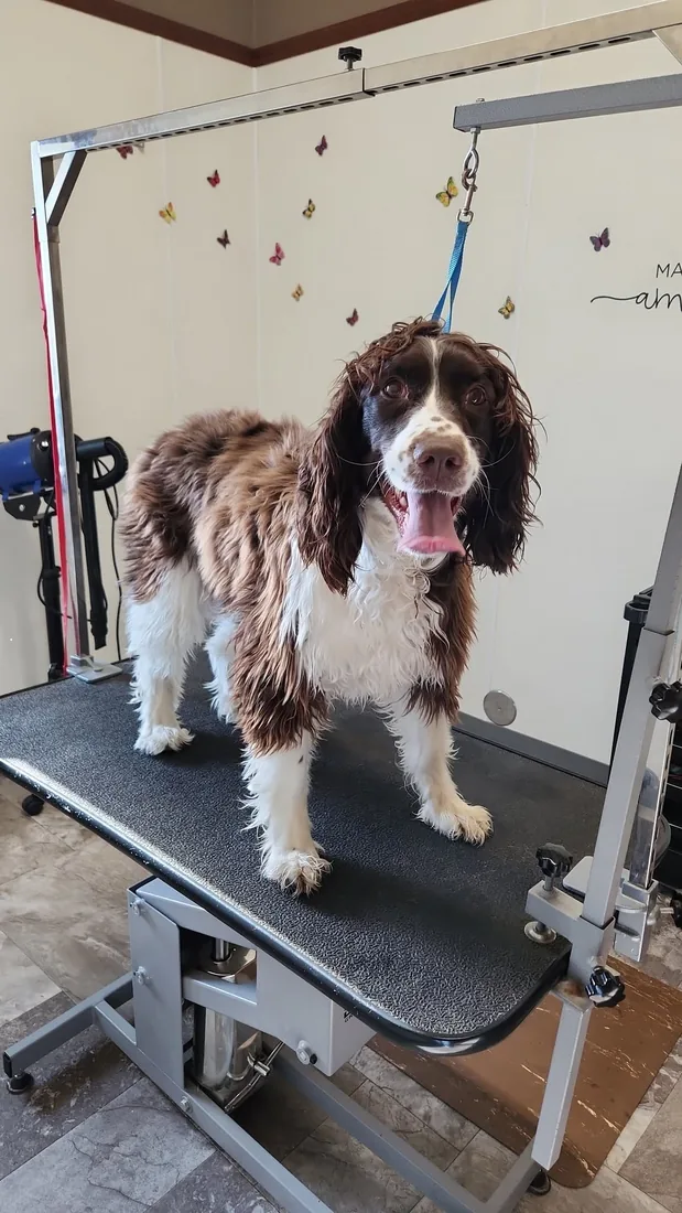 A springer spaniel fresh out of the bath, tongue out and smiling