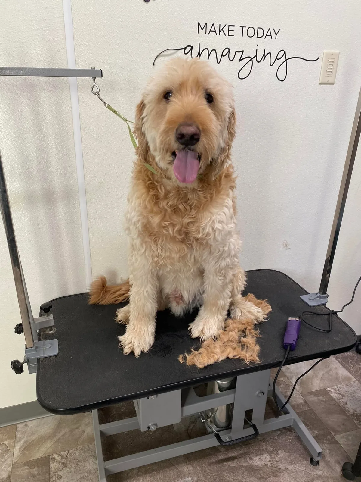 A happy doodle being groomed on the table under a 'make today amazing' sign