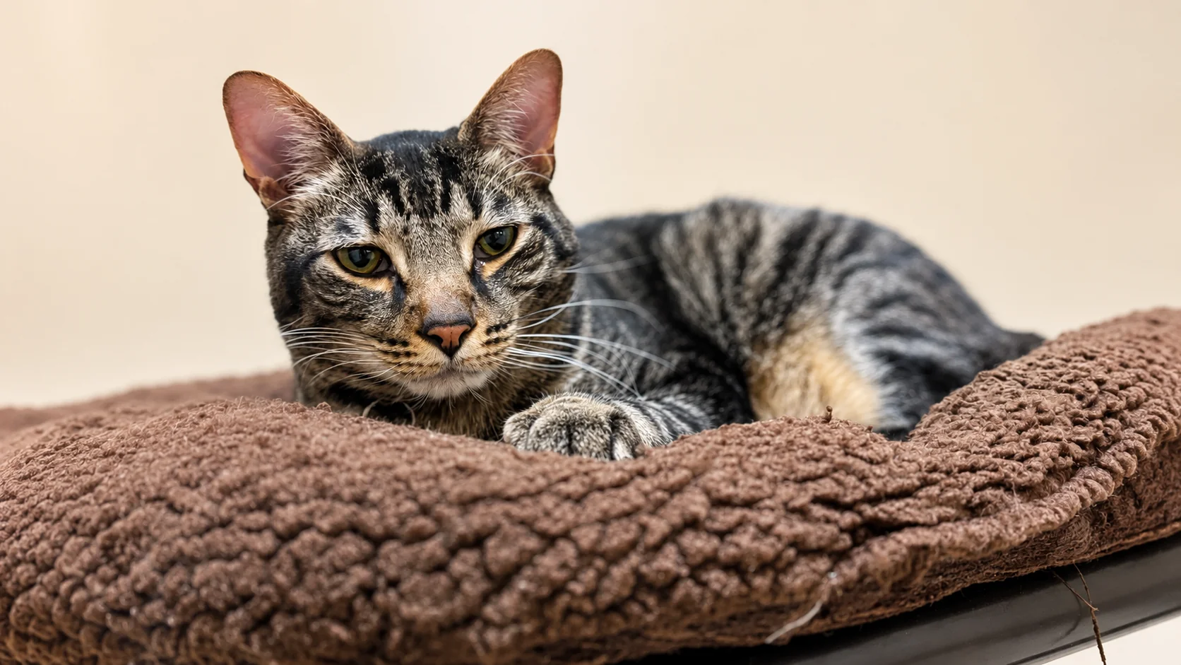 A content cat relaxing in the Kitty Korral