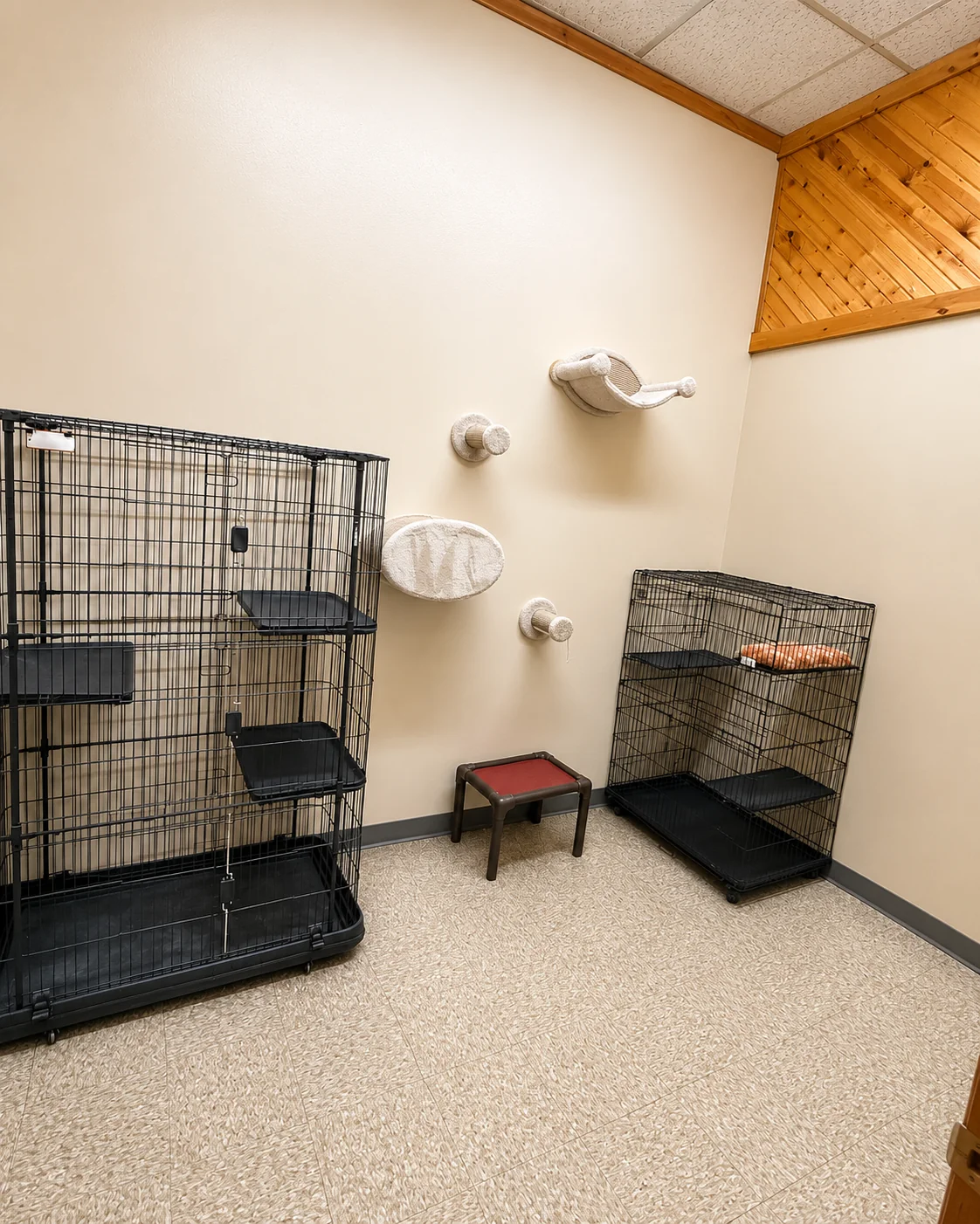 Wall-mounted climbing shelves and cat condos in the cat room