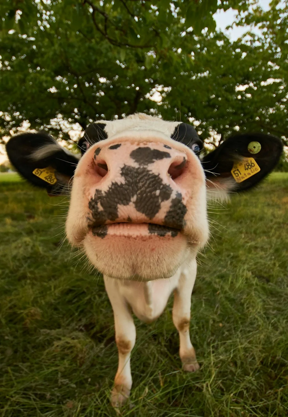 Cattle on pasture with ear tags