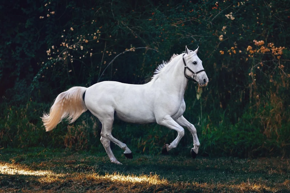 A horse running in a pasture