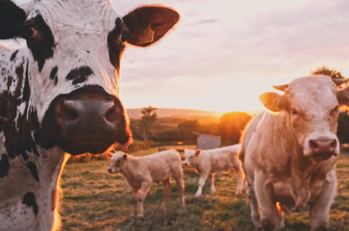 General livestock supplies