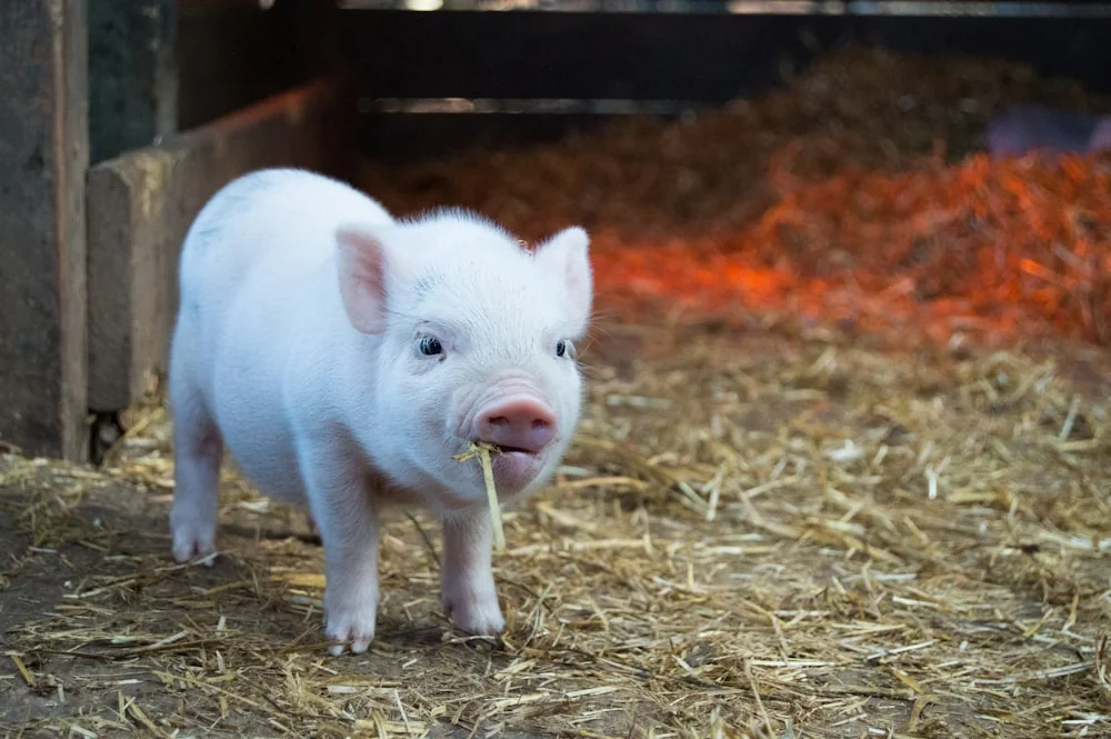 A young pig on straw bedding