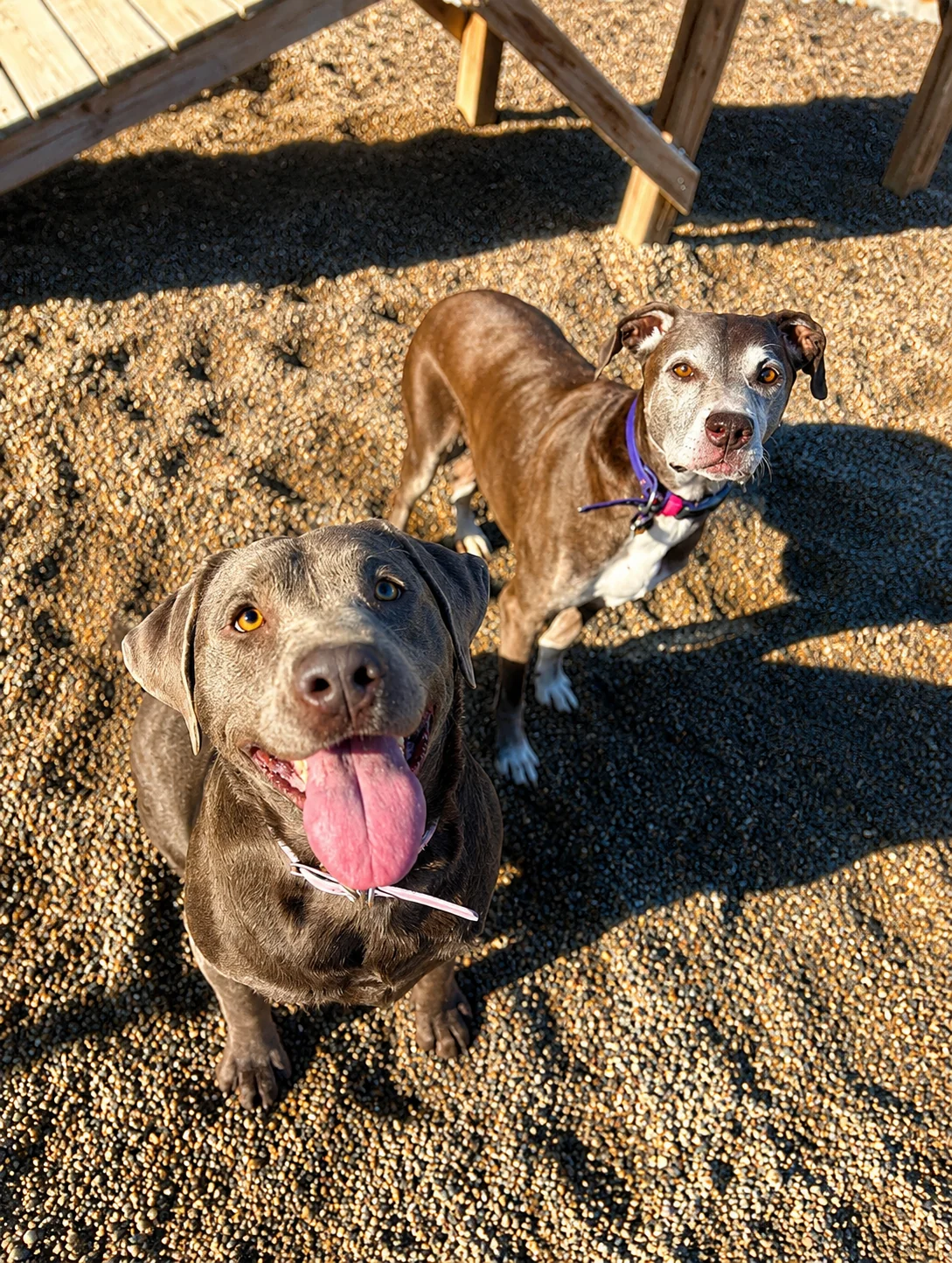 A happy dog at the Pet Resort