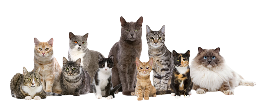 A group of cats