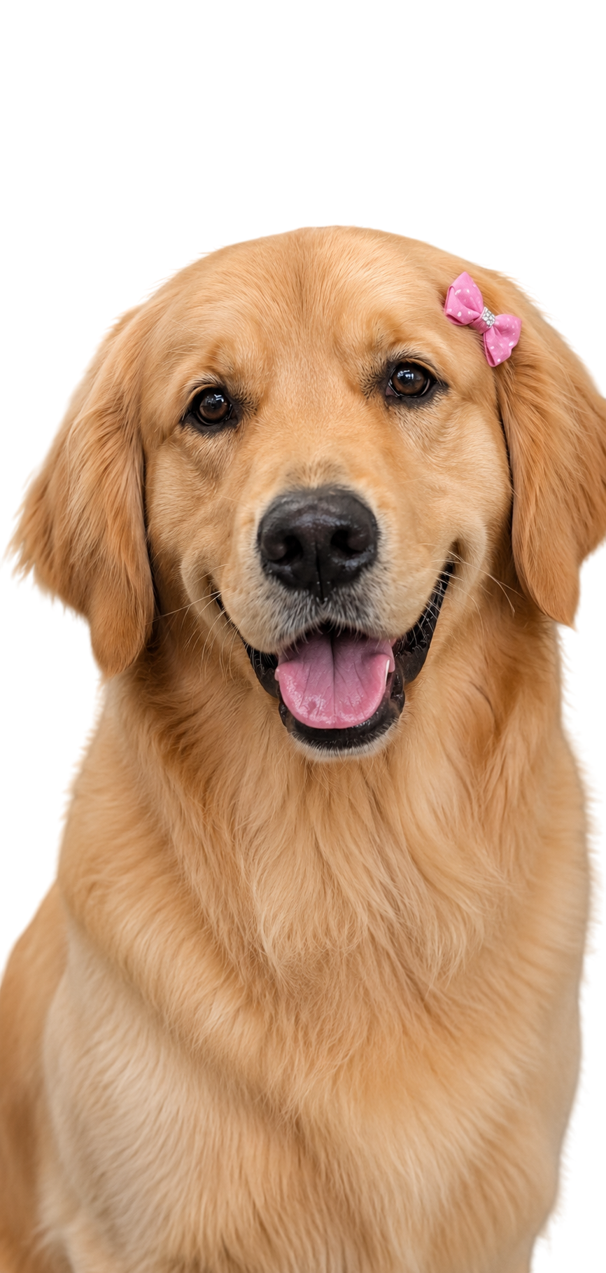 A freshly groomed golden retriever with a bow