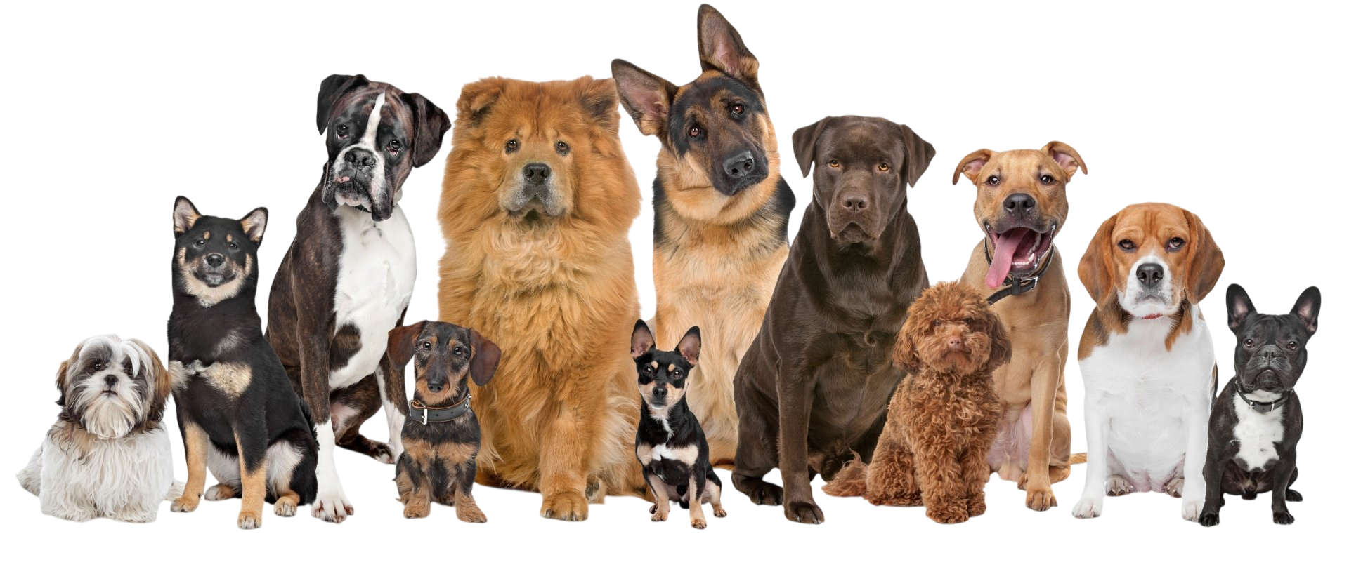 A group of dogs